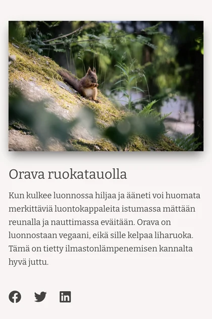 Orava ruokailemassa kalliolla.